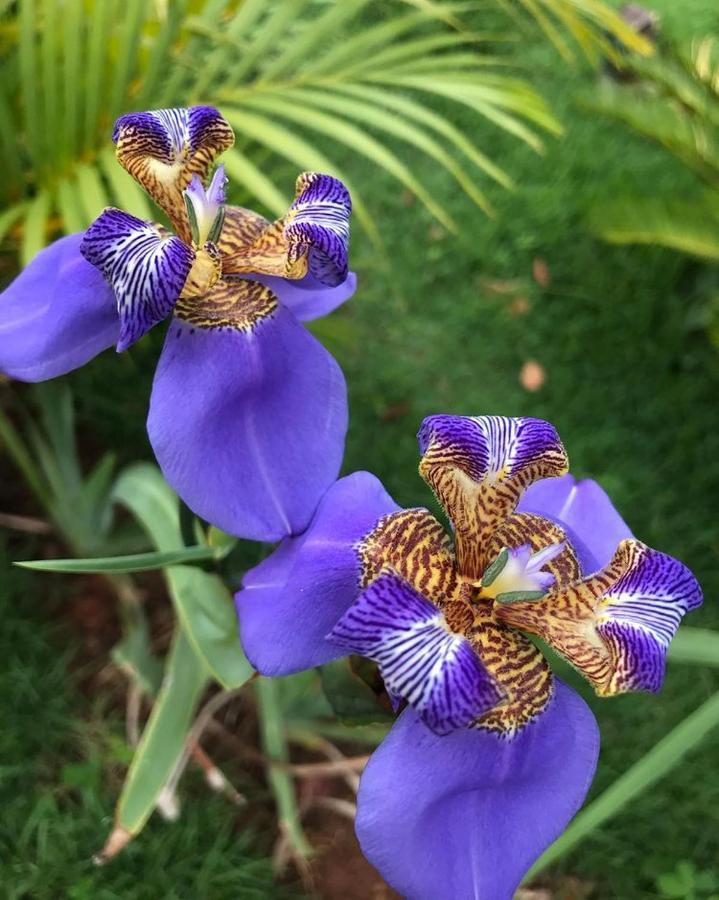 Serra do Cipo National Park Topo Do Cipo Ecopousada Vegana מראה חיצוני תמונה